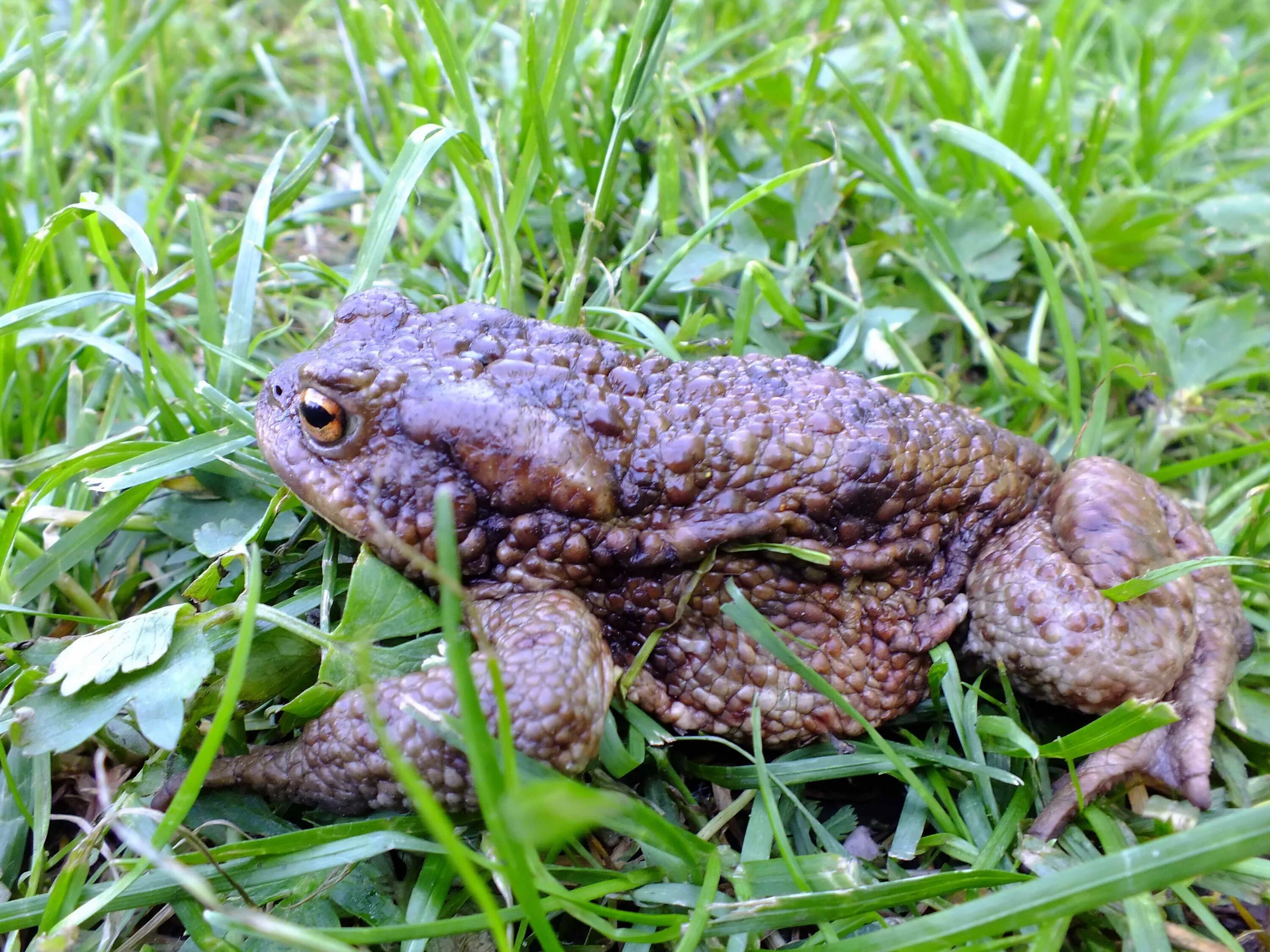 серая жаба нсо. описание и характеристики жабы. обыкновенная жаба (bufo bufo). обыкновенная жаба (bufo bufo). жаба буфо буфо.