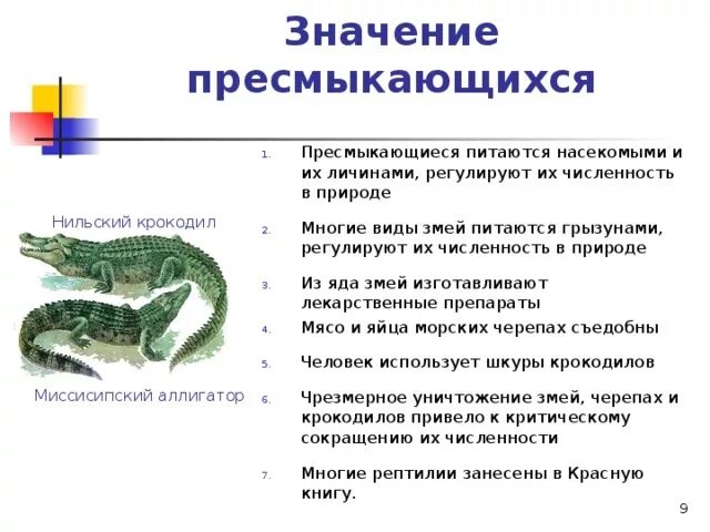 Какого значение пресмыкающихся. Класс пресмыкающиеся роль в природе. роль рептилий в природе и жизни человека. значение пресммыкающих. значение пресмыкающихся.
