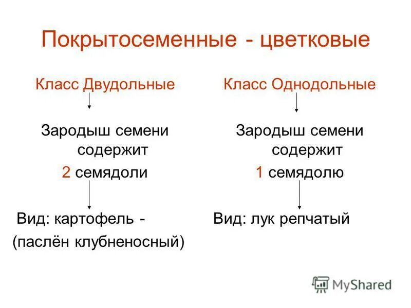 Семя содержит одну или две семядоли покрытосеменные. Систематика однодольных. Систематика однодольных и двудольных растений. Семейства покрытосеменных таблица. Покрытосеменные двудольные Однодольные зародыш семядоля.