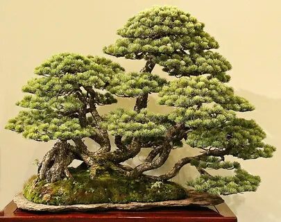 Japanese five-needle pine, Pinus parviflora Бонсай Растения, Органическое С...