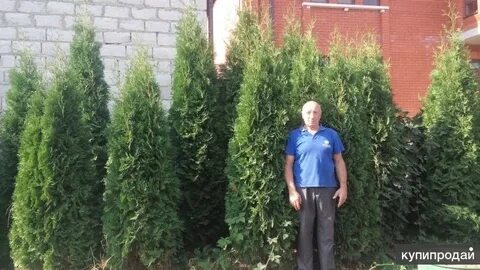 1 2 туй