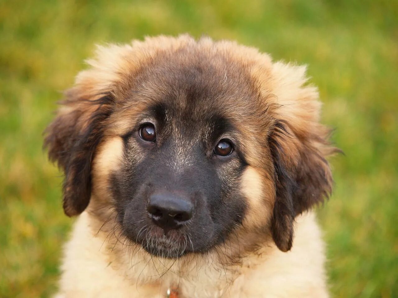 Leonberger Dog Breed Information Leonberger dog, Leonberger, Akc breeds