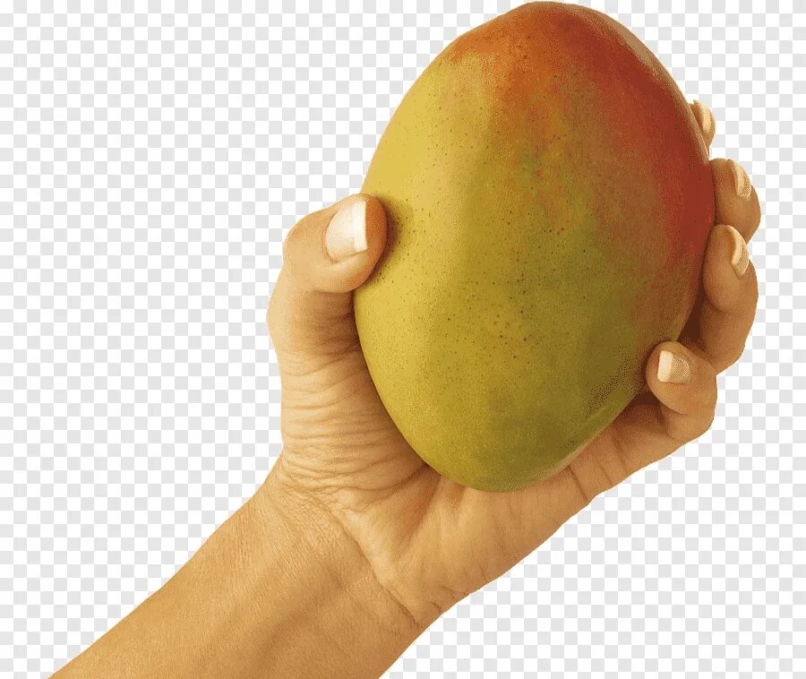 Манго (фрукт). Манго в руке. Спелость манго. Фрукты в руках. Нажмите на фрукт