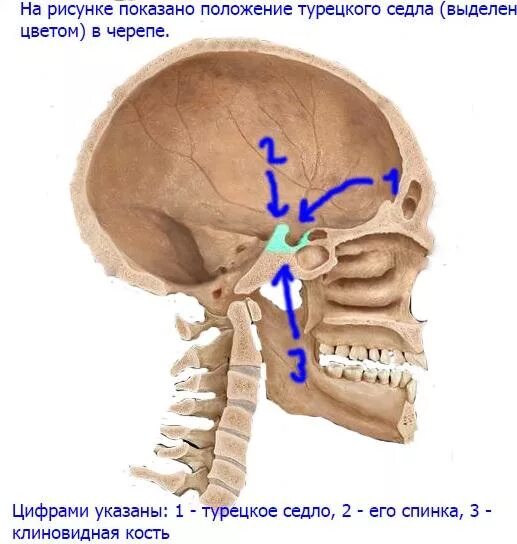 Турецкие седло кость. Турецкое седло клиновидной кости черепа. Анатомия турецкого седла и гипофиза. Турецкое седло структура кости. Турецкое седло, Sella Turcica.