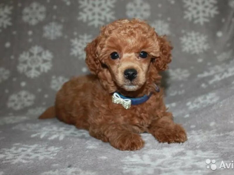 карликовый пудель мальтипу черный. карликовый пудель карликовый. карликовый пудель. пудель карликовый абрикосовый. щенки карликового пуделя москва.