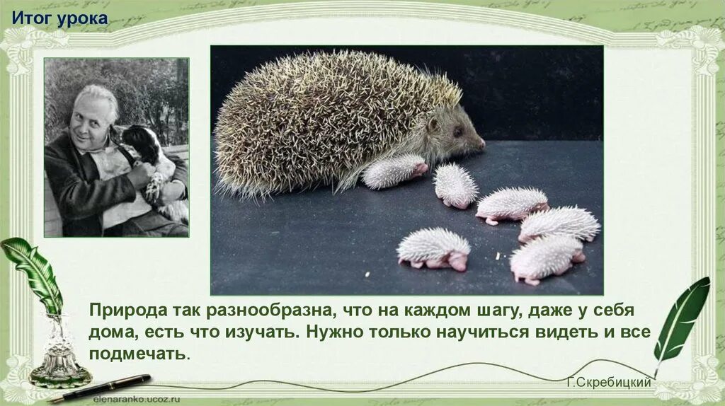 Пушок читать. Ежик пушок. г скребицкий пушок. скребицкий презентация.