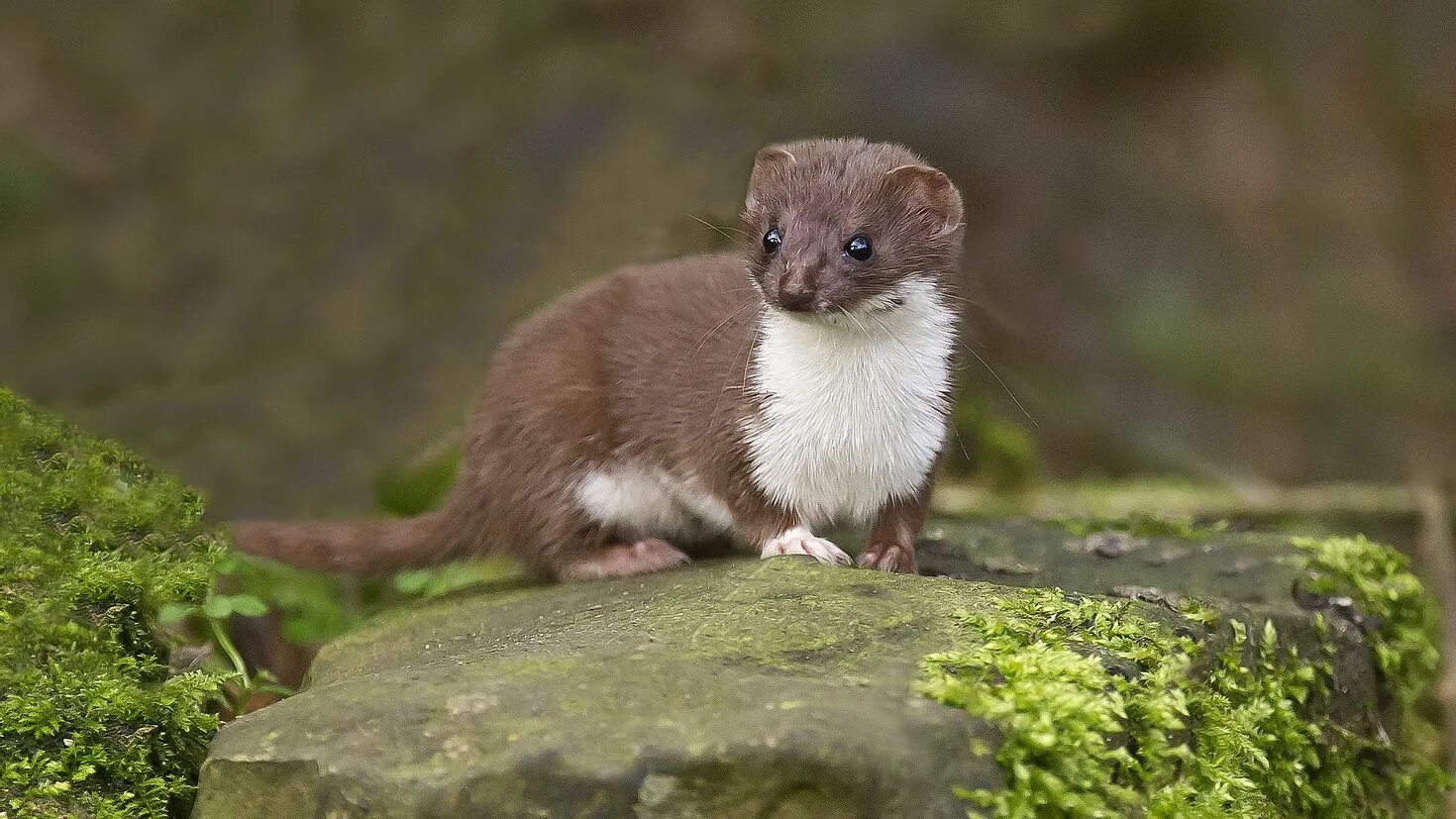 Горностай хищное животное. Горностай (Mustela erminea). Ласка обыкновенная (Mustela nivalis). Ласка (зверек сем. Куньих). Ласка хорек куница горностай норка.