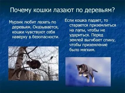 Лажу по деревьям как правильно