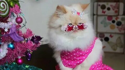 Котенок с бантиком