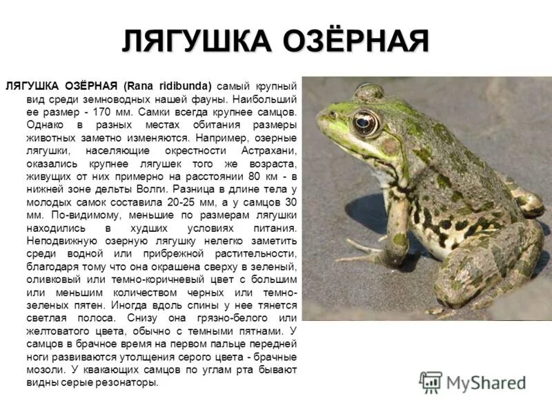 Сообщение на тему лягушки