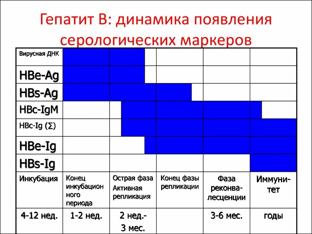 Гепатит б график. Динамика маркеров гепатита б. Динамика серологических маркеров гепатита в. Маркеры гепатита в график. Интерпретация маркеров гепатита в.