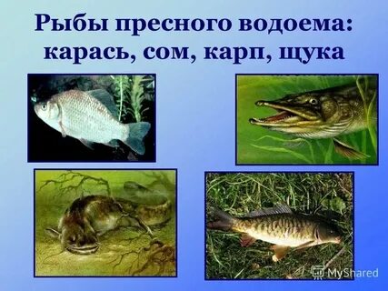 Птицы пресных водоемах
