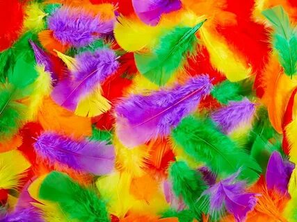 Colourful feathers