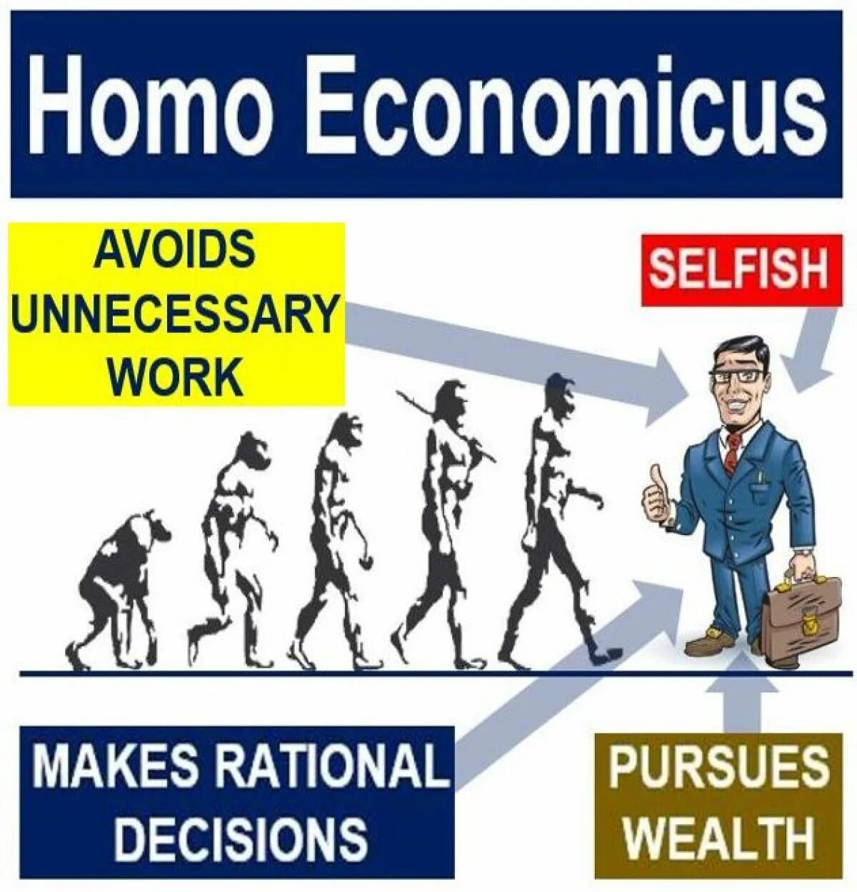 Адам смит homo economicus. Homo socialis, economicus (социальный, экономический). Эволюция homo economicus. Понятие homo economicus означает. Homo economicus.