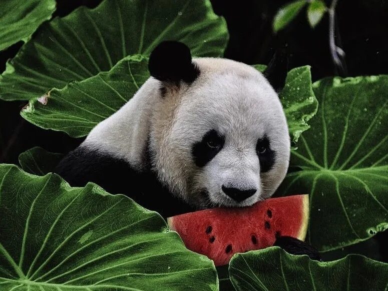 Большая панда что едят. Панда жует бамбук. Панда ест. Панда питается. Панда кушает.