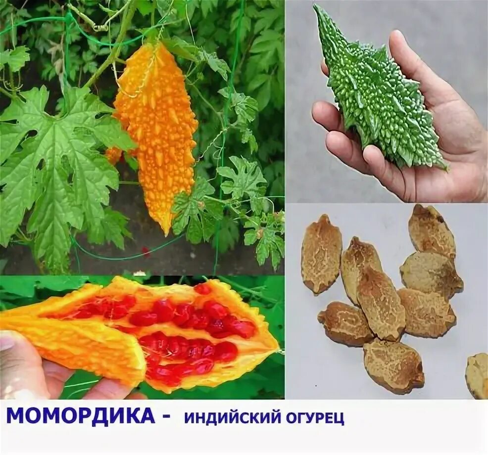 Семена Момордика "Экзотическая смесь", цп, 4 шт. купить недорого в Москве в инте