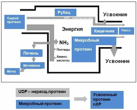 Сырой протеин. Протеин в рационе КРС. Расщепляемый протеин в рубце для коров. Белок в рационе коров. Протеин корова