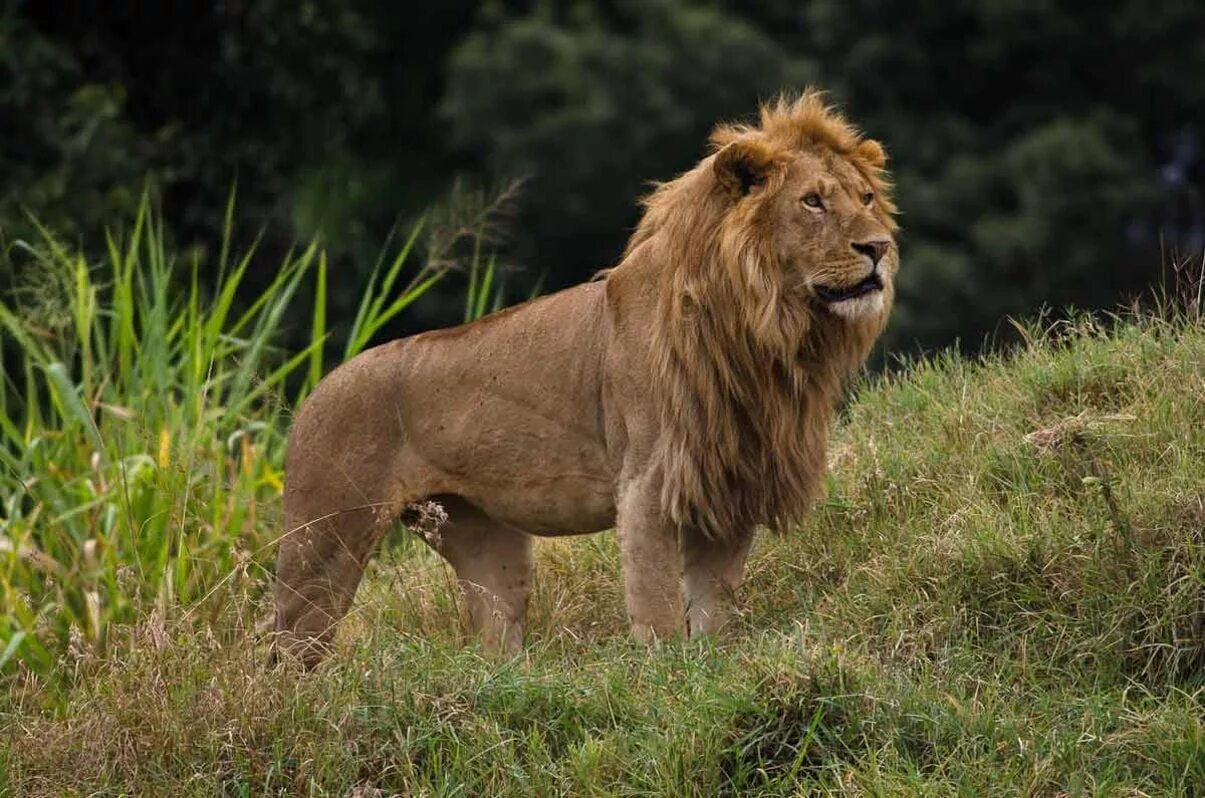 In the jungle lion. Масайский Лев. Катангский Лев. Североконголезский Лев. Юго Западный Африканский Лев.