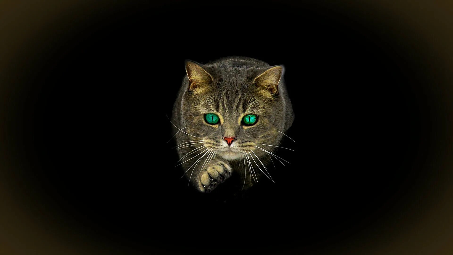 Темно зеленая кошка. Кошачьи глаза на черном фоне. кошка на темном фоне. глаза кошки на черном фоне. кошачьи глаха на чёрном фоне.