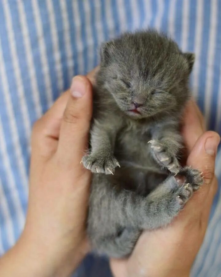 В каком возрасте ходят котята. Недельные котята. котенок ходит. когда котята начинают ходить. раз котенок.