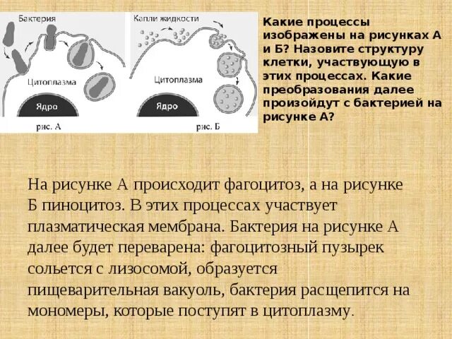 Фагоцитозный пузырек. Фагоцитоз структура клетки. Какая структура клетки участвует в фагоцитозе. Структура клетки участвующая в фагоцитозе. Фагоцитоз структура клетки участвующая в этом процессе.