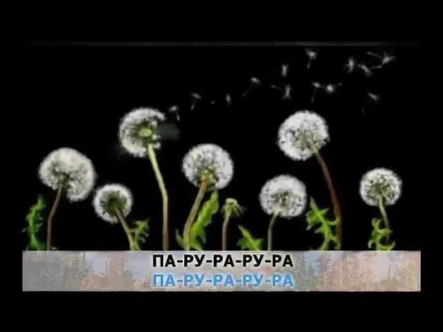 Праздничные открытки с одуванчиками. Мокрый одуванчик. Одуванчик отцвел. Стих про одуванчик. Rizza одуванчик минусовка.