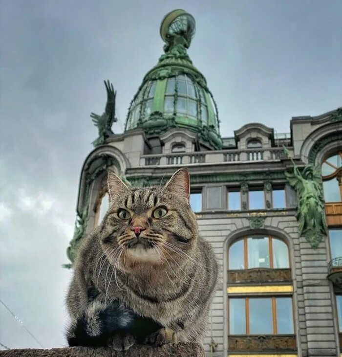 Город кошек город собак. Кот в питере. кошки петербурга. питерские котики. питер город кошек.