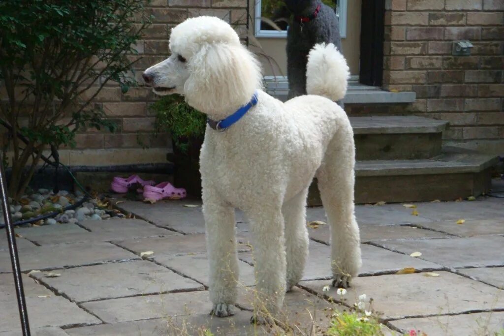 Dog Poodle White The - Free photo on Pixabay