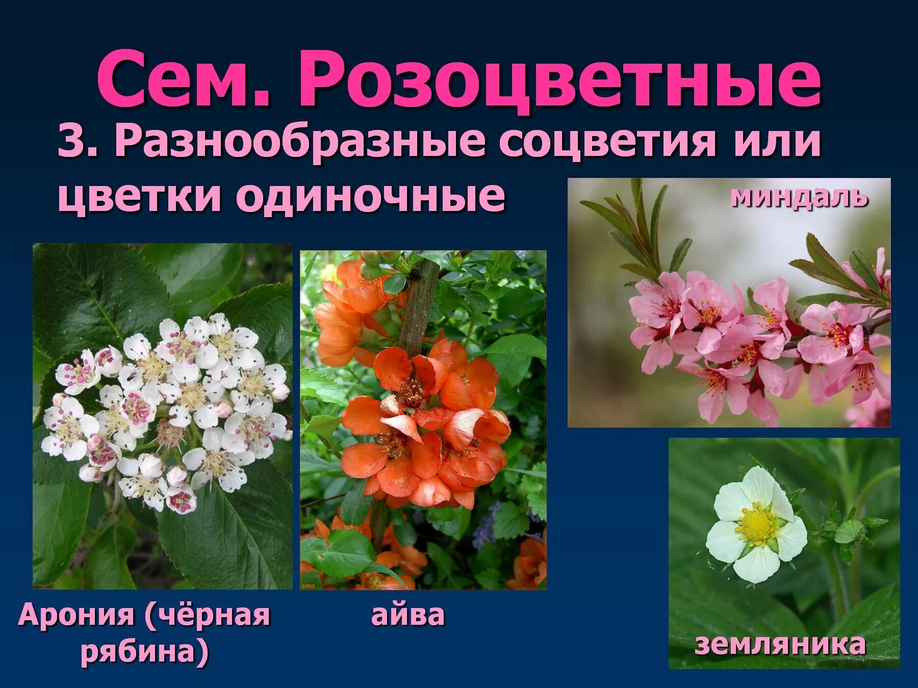 Особенности строения соцветия розоцветных