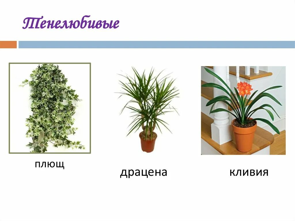 Как понять название цветка