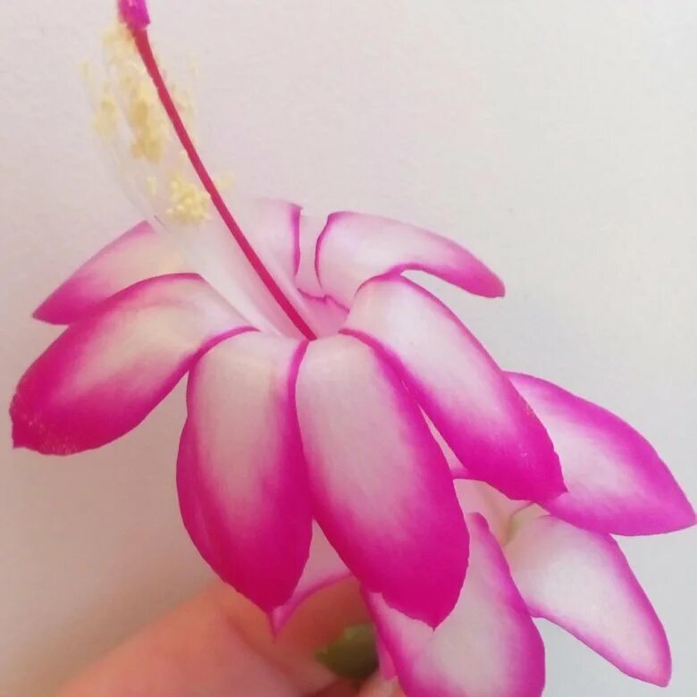 плоды шлюмбергеры. кактус шлюмбергера размножение. семена шлюмбергера. плоды шлюмбергеры. шлюмбергера бело-розовая.