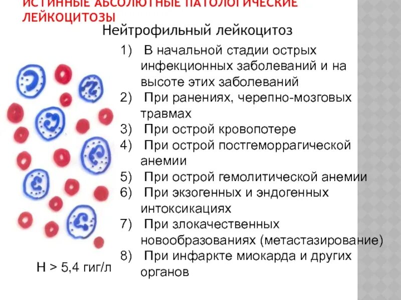 Нейтрофильный лейкоцитоз у детей. Лейкоцитоз у детей причины. Нейтрофильный лейкоцитоз при ожоге. Лейкоцитоз с нейтрофилезом. 5 лейкоцитоз