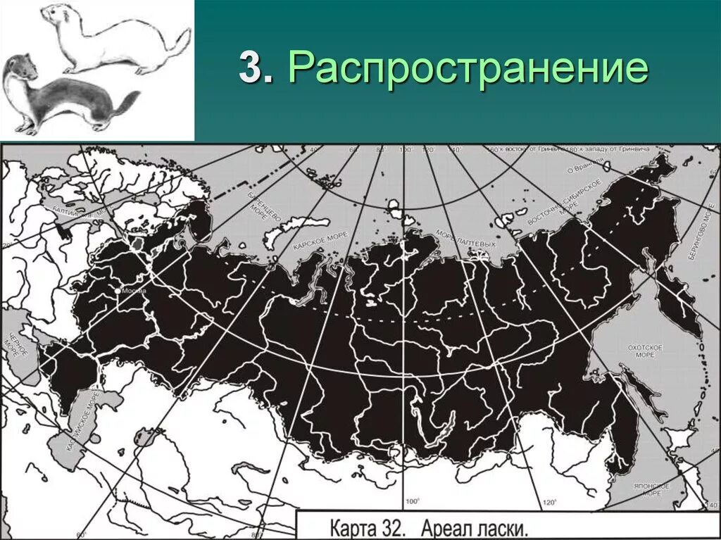 Область распространения живых. Ласка ареал обитания в России. Лисица обыкновенная ареал обитания. Ареал распространения ласки. Европейский ареал.