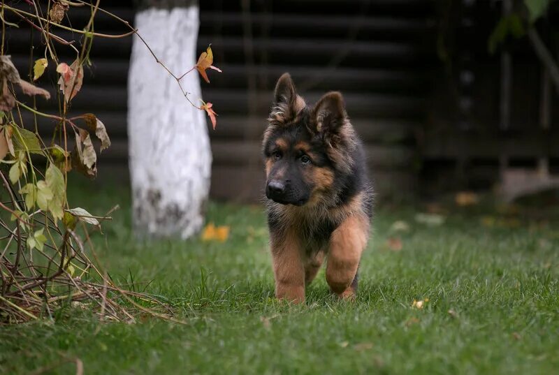 питомники немецкие овчарки москва и область. питомники немецкие овчарки москва и область. щенки немецкой овчарки в чите. питомники немецких овчарок тюмень. питомники немецкие овчарки москва и область.
