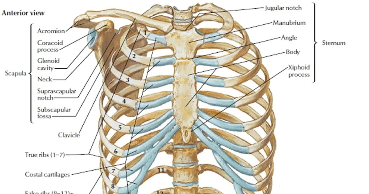Анатомия ребер грудной клетки. 1 Ребро анатомия. 1. Грудная клетка (строение грудной клетки и функция. Sternum анатомия.