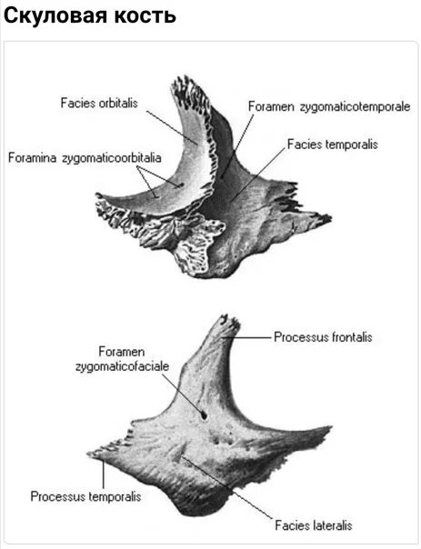 Анатомия скуловой кости. Скуловая кость, анатомические структуры.. Скуловая кость анатомия строение. Скуловая кость черепа анатомия. Скуловая кость вид снаружи и изнутри.