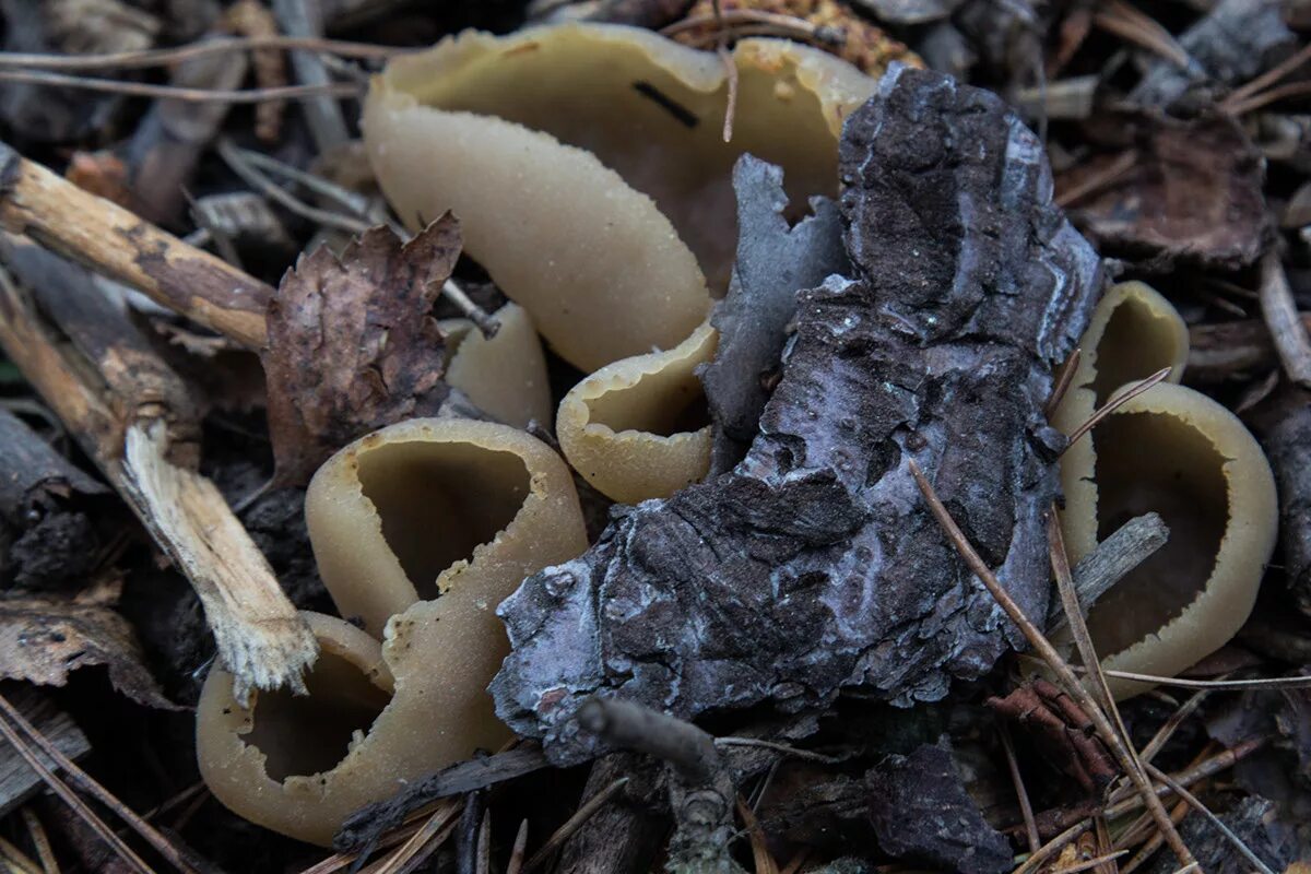 Первые грибы после зимы. Весенние грибы в Подмосковье съедобные. Ранние грибы Подмосковья съедобные. Весенние грибы Подмосковья съедобные красные. Ранние весенние грибы в Подмосковье.
