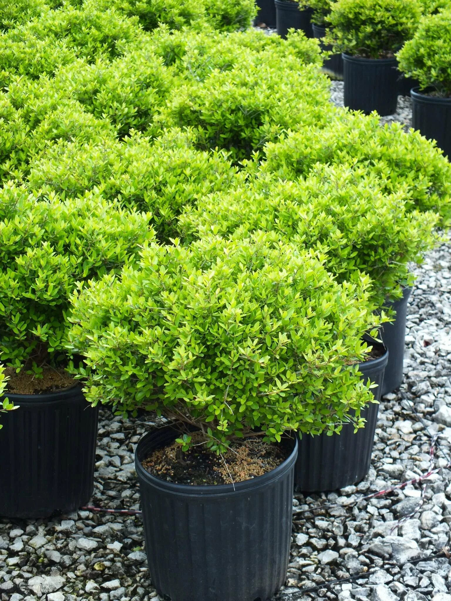 Бересклет японский бонсай. Спирея самшит. Вечнозеленые лиственные кустарники. Клён глобозум в живой изгороди. Вечнозеленые невысокие кустарники деревья.