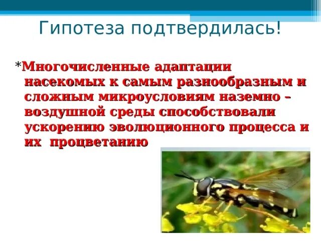 Адаптация насекомых. Морфологические адаптации насекомых. Вывод адаптация насекомых. Сезонные адаптации насекомых.