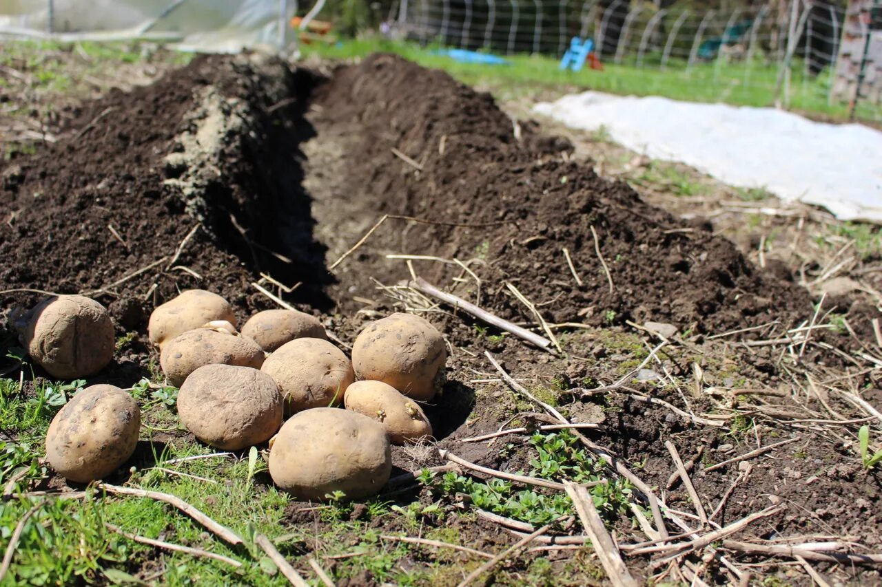 Посадка картофеля. Посев картофеля. Посадка картофеля на приусадебном участке. Садить картошку.