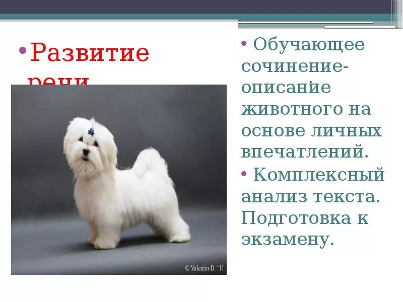 .Сочинение описание живот. Описание животного. Описание. Сочинение описание животного.