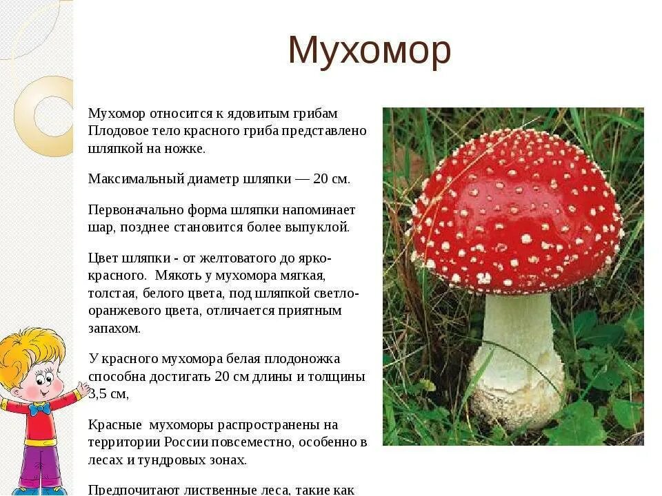 Мухомор красный гриб описание 3 класс краткое. Ядовитый гриб мухомор доклад. Проект ядовитые грибы мухомор.