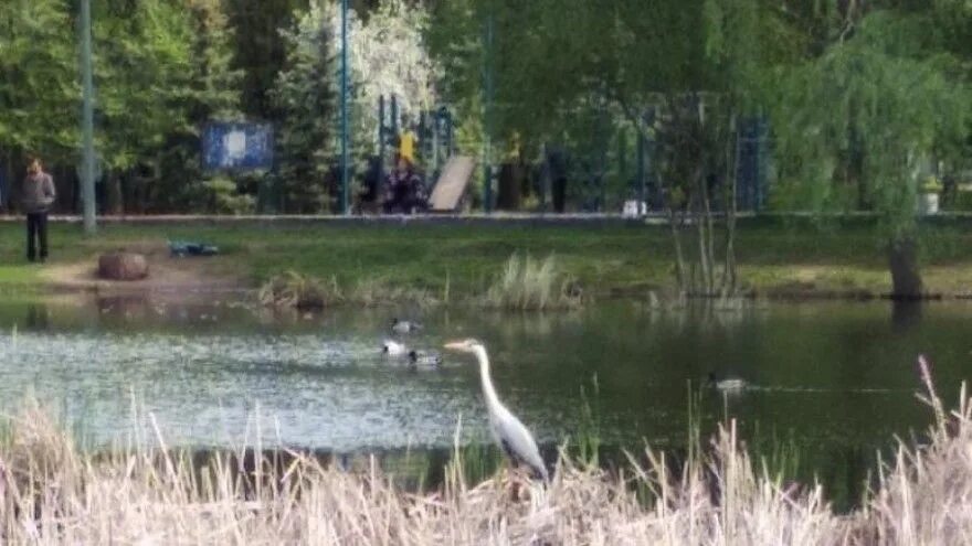 Шиловское озеро Воронеж. Кривое озеро Самарская область. Самара парк воронежские озёра воронежские озера. Парк воронежские озера в Самаре 2023. Озеро кривое самарская