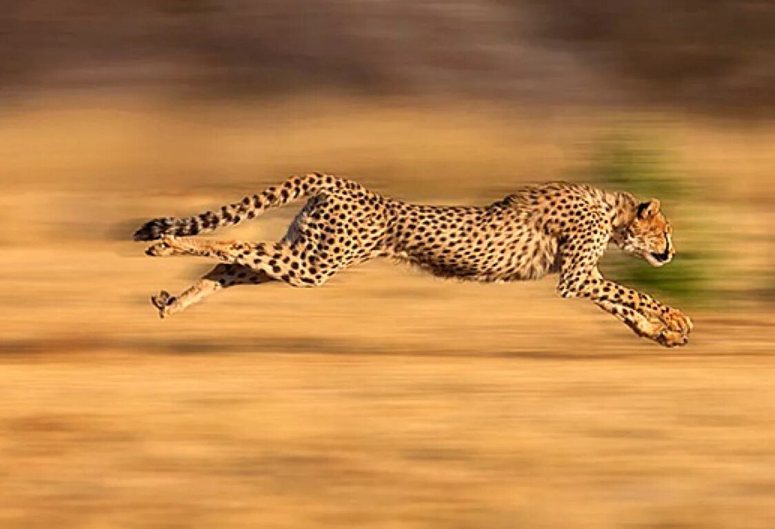 Гепард леопард Ягуар. Леопард и гепард Ягуар скорость. Acinonyx jubatus. Скорость леопарда и гепарда.