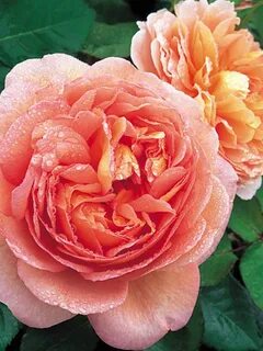 Rose bare