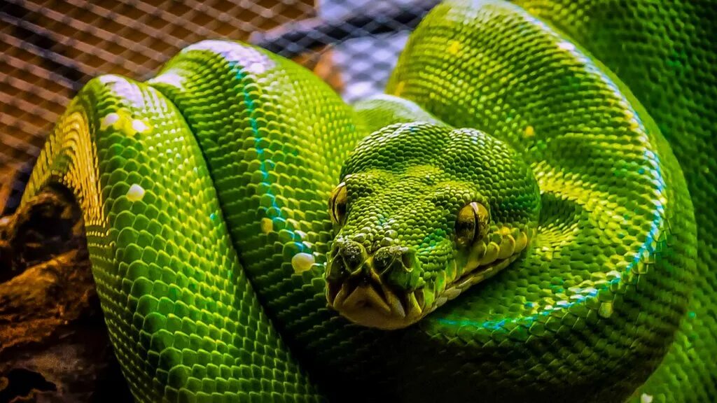 Python фоновый
