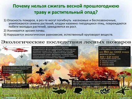 Почему нельзя поджигать сухую траву