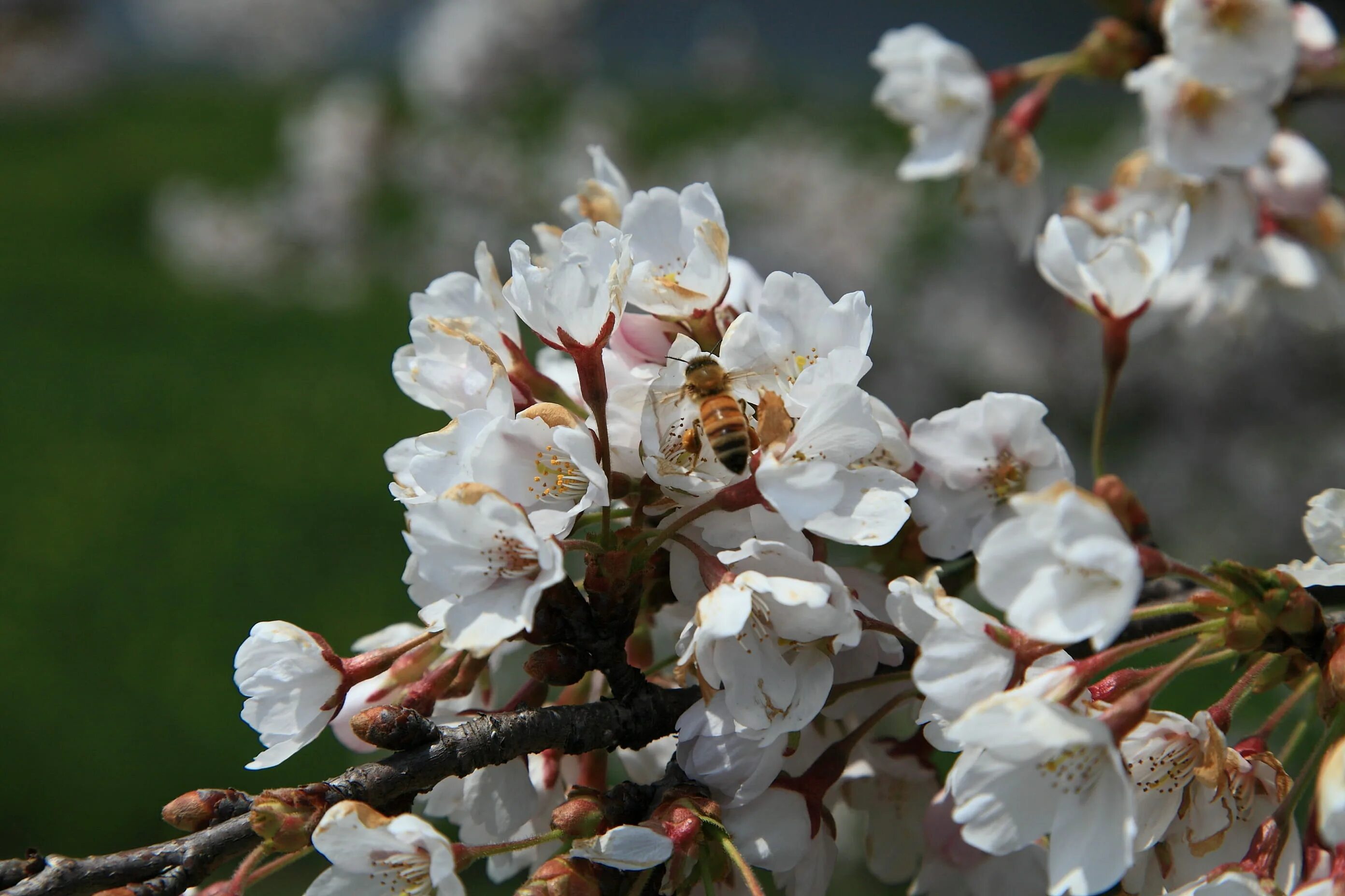 Цветок 4 апреля. Белая Сакура дерево. Цветы вишни. Весенние апрельские цветы. Апрель.