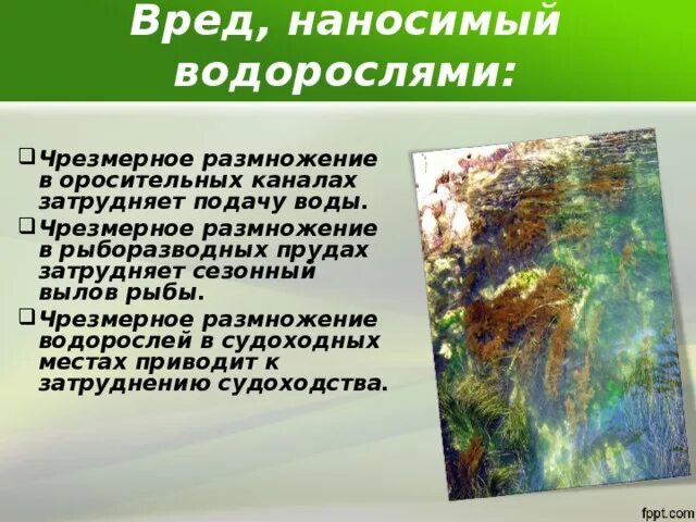 Вредные водоросли