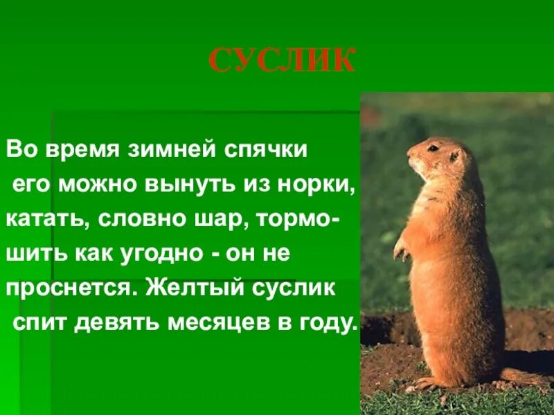 Животное поля сообщение. Суслик описание. сообщение о суслике. презентация на тему суслик. суслик кратко.